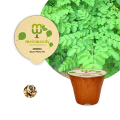 Frühlings-Pflanz-Set: Moringa & Sanddorn