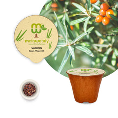 Frühlings-Pflanz-Set: Moringa & Sanddorn
