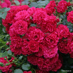 Kleinstrauchrose 'Gärtnerfreude® Toscana®'