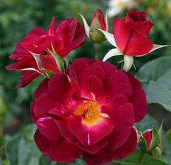 Strauchrose 'Ile de Fleurs/ Max Reinhardt Heckenzauber