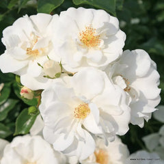 Kleinstrauchrose 'Innocencia®'