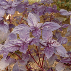 Herbalist - 3 x Kräuter-Pflanz-Kits