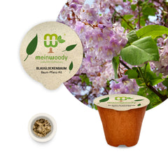 Blauglockenbaum Baum-Pflanz-Set – Paulownia tomentosa selbst pflanzen