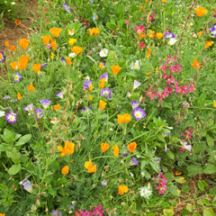 Blumenmischung 'Sommerpracht' Bio-Blumen-Saatgut