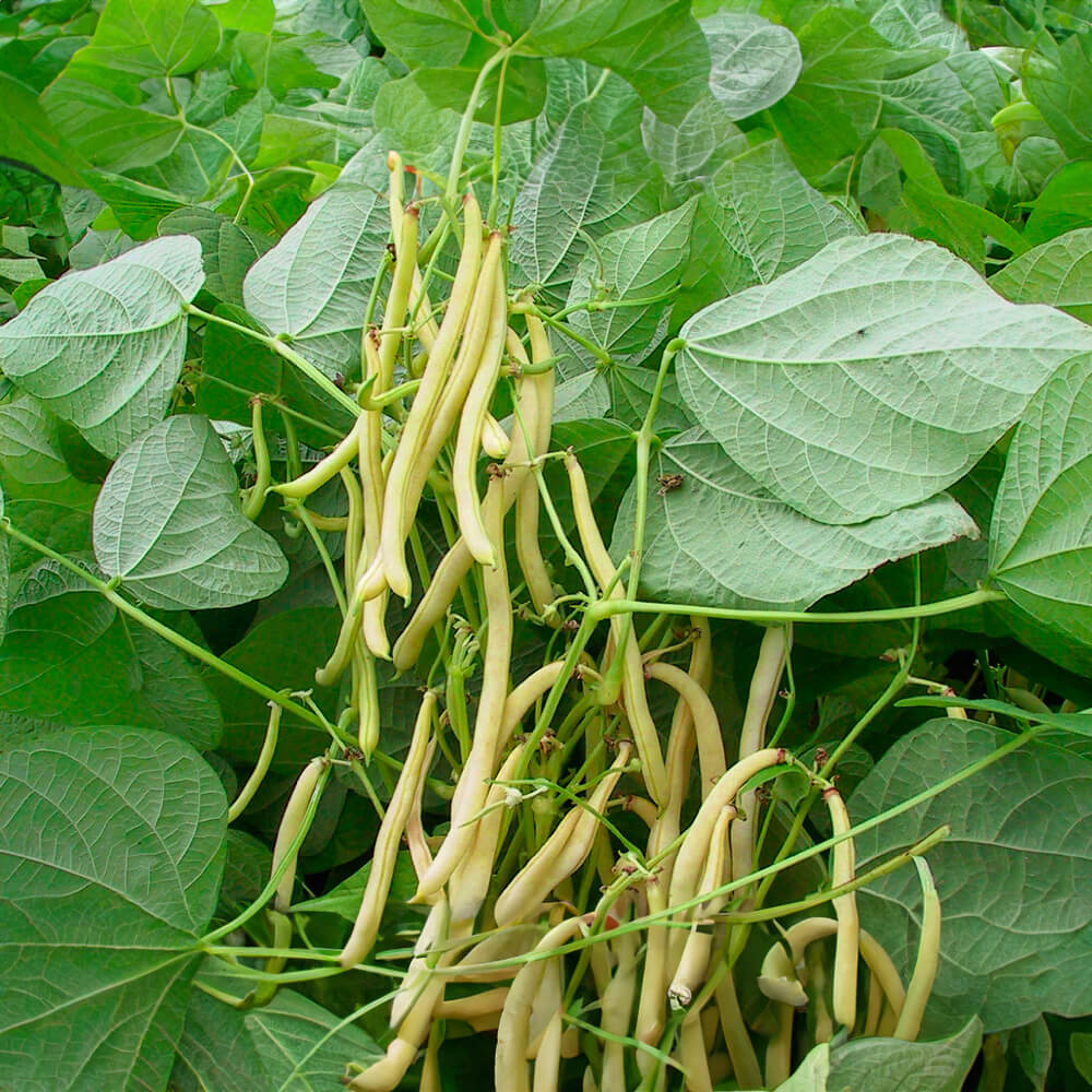 Buschbohne Helios Bio-Gemüse-Saatgut