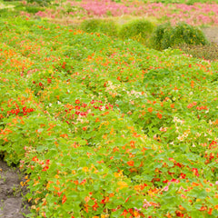 Garten-Bande: Kapuzinerkresse Bio-Blumen-Saatgut
