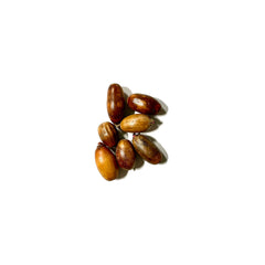 Traubeneiche Baum-Pflanz-Set – Quercus petraea selbst pflanzen