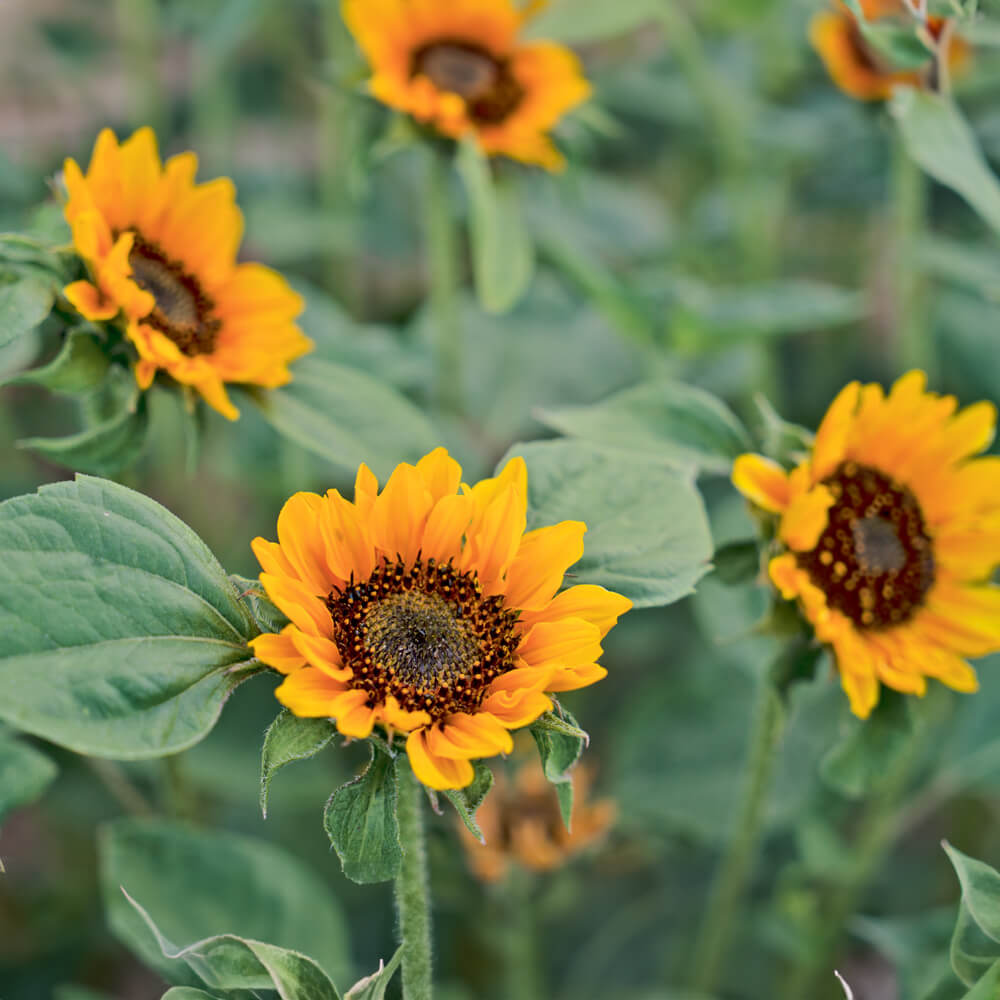 Sonnenblume Hella Bio-Blumen-Saatgut