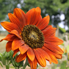 Sonnenblume Velvet Queen Bio-Blumen-Saatgut