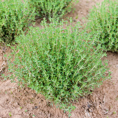 Herbalist - 3 x Kräuter-Pflanz-Kits