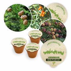Waldmeister-Set: drei Baum-Pflanz-Sets mit Sanddorn, Lebensbaum und Lärche