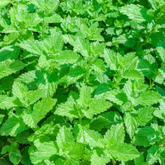 Herbalist - 3 x Kräuter-Pflanz-Kits