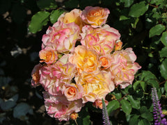 Strauchrose 'LandLust'