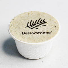 Balsamtanne Baum-Samen