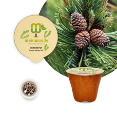 Bergkiefer Baum-Pflanz-Set – Pinus mugo selbst pflanzen