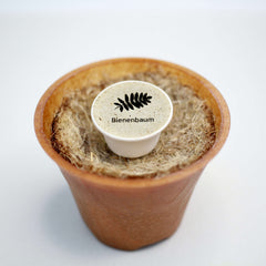 Bienenbaum Baum-Pflanz-Set – Tetradium daniellii selbst pflanzen