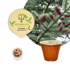 Edeltanne Baum-Pflanz-Set – Abies procera selbst pflanzen