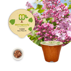 Flieder Pflanz-Set – Syringa vulgaris selbst pflanzen