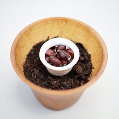 Gewürzstrauch Pflanz-Set – Calycanthus floridus selbst pflanzen