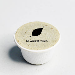 Gewürzstrauch Samen