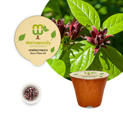 Gewürzstrauch Pflanz-Set – Calycanthus floridus selbst pflanzen