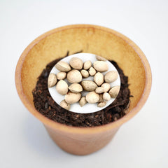 Ginkgo Baum-Pflanz-Set – Ginkgo biloba selbst pflanzen