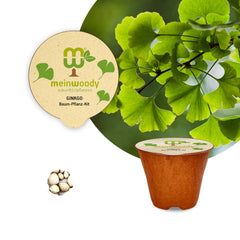 Ginkgo Baum-Pflanz-Set – Ginkgo biloba selbst pflanzen