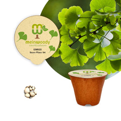 Ginkgo Baum-Pflanz-Set – Ginkgo biloba selbst pflanzen