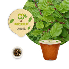 Hainbuche Baum-Pflanz-Set – Carpinus betulus selbst pflanzen