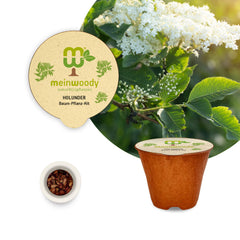Holunder Baum-Pflanz-Set – Sambucus nigra selbst pflanzen