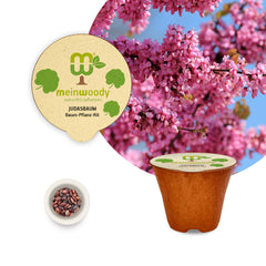 Judasbaum Baum-Pflanz-Set – Cercis siliquastrum selbst pflanzen