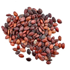 Judas Tree Seeds