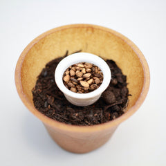 Pine Tree Planting Set – Plant your own Pinus sylvestris