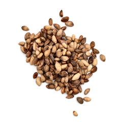 Pine Tree Seeds