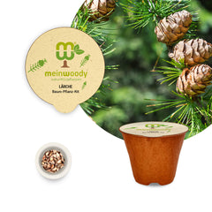 Lärche Baum-Pflanz-Set – Larix decidua selbst pflanzen