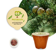 Mediterranean Cypress Tree Planting Set – Plant your own Cupressus sempervirens