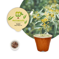 Russian Olive Tree Planting Set – Plant Elaeagnus angustifolia yourself