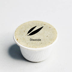 Ölweide Baum-Samen