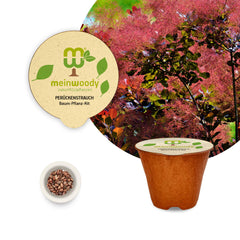 Perückenstrauch Pflanz-Set – Cotinus coggygria selbst pflanzen