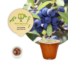 Blackthorn Planting Set – Plant your own Prunus spinosa