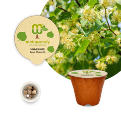 Sommerlinde Baum-Pflanz-Set – Tilia platyphyllos selbst pflanzen