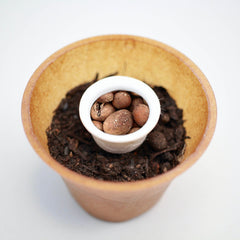 Mahaleb Cherry Tree Planting Set – Plant Prunus mahaleb yourself