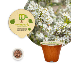 Mahaleb Cherry Tree Planting Set – Plant Prunus mahaleb yourself