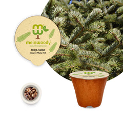 Troja-Tanne Baum-Pflanz-Set – Abies equi-trojani selbst pflanzen