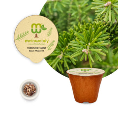 Türkische Tanne Baum-Pflanz-Set – Abies bornmuelleriana selbst pflanzen