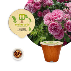 Wildrose Pflanz-Set – Rosa canina selbst pflanzen