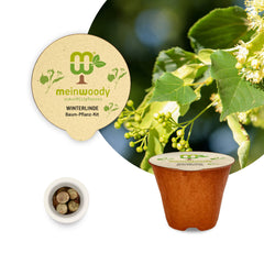Winter Linden Tree Planting Set – Plant Tilia cordata yourself