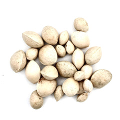 Ginkgo Baum-Pflanz-Set – Ginkgo biloba selbst pflanzen