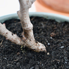 Terra Preta Pflanzenkonzentrat - Pflanzenerde