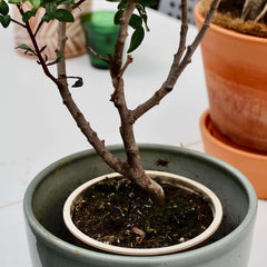 Terra Preta Pflanzenkonzentrat - Pflanzenerde